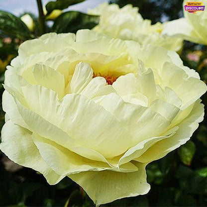 Peony Lemon Chiffon - Peony Plants from Holland - Peonita