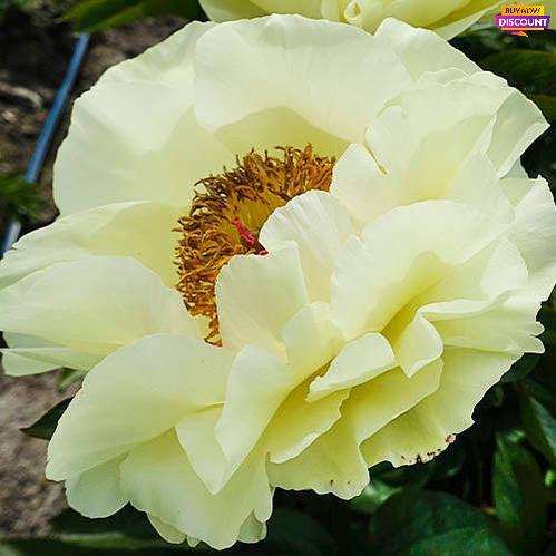 Peony Lemon Chiffon - Peony Plants from Holland - Peonita