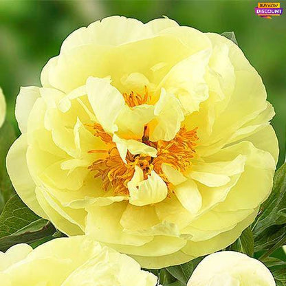 Peony Lemon Chiffon - Peony Plants from Holland - Peonita