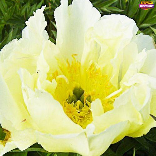 Peony Lemon Dream (ITOH ) - Peony Plants from Holland - Peonita