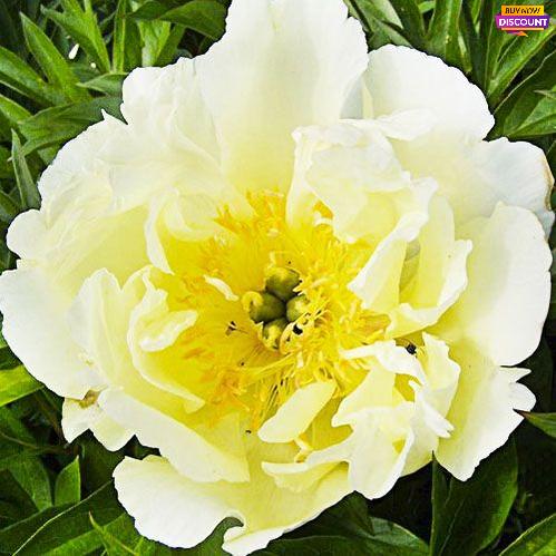 Peony Lemon Dream (ITOH ) - Peony Plants from Holland - Peonita