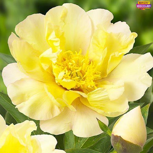 Peony Lemon Dream (ITOH ) - Peony Plants from Holland - Peonita