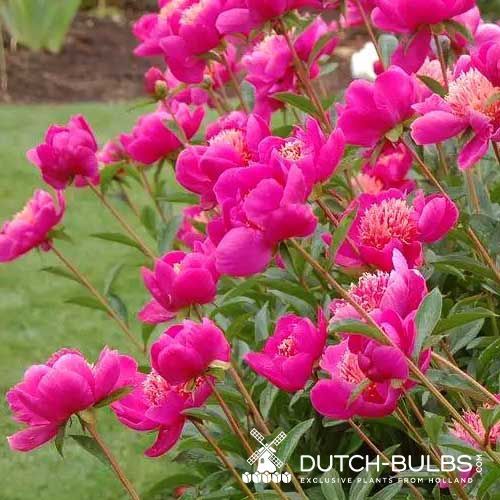 Peony Leslie Peck - Peony Plants from Holland - Peonita
