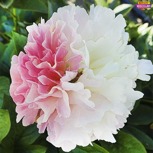 Peony Lois' Choice - Peony Plants from Holland - Peonita