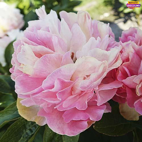 Peony Lois' Choice - Peony Plants from Holland - Peonita