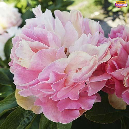 Peony Lois' Choice - Peony Plants from Holland - Peonita