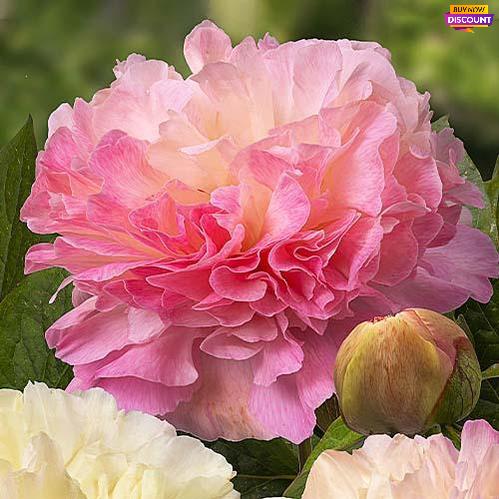 Peony Lois' Choice - Peony Plants from Holland - Peonita