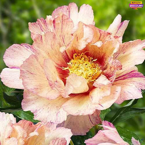 Peony Lollipop (ITOH ) - Peony Plants from Holland - Peonita
