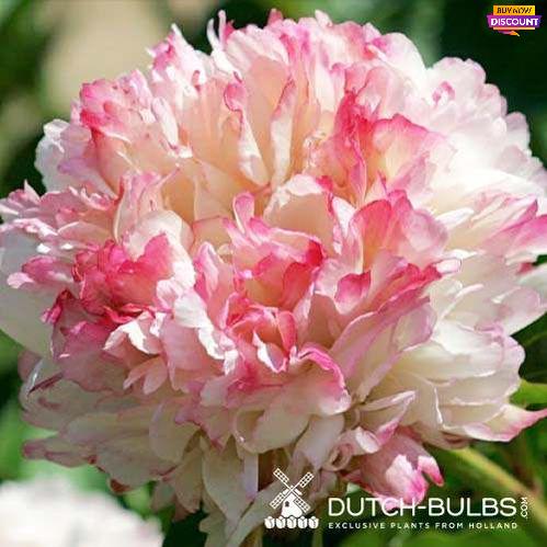 Peony Lord Cavin - Peony Plants from Holland - Peonita