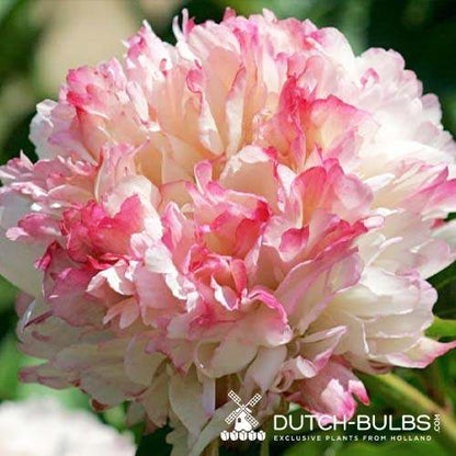 Peony Lord Cavin - Peonita