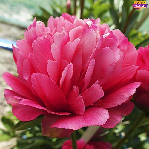 Peony Lorelei (Double) - Peony Plants from Holland - Peonita