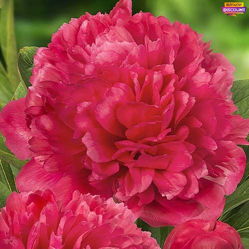 Peony Lorelei (Double) - Peony Plants from Holland - Peonita