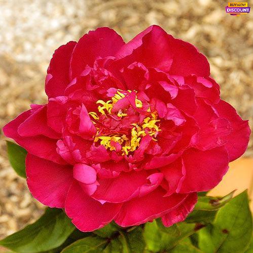 Peony Louis van Houtte - Peony Plants from Holland - Peonita