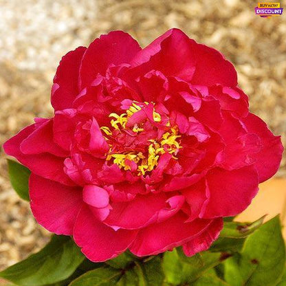 Peony Louis van Houtte - Peony Plants from Holland - Peonita