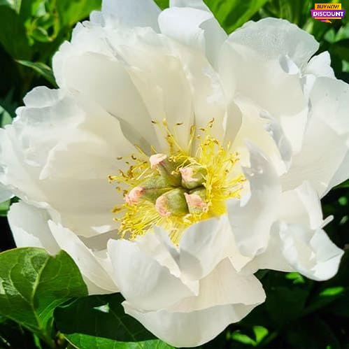 Peony Love Affair (Hollingsworth) (ITOH ) - Peony Plants from Holland - Peonita