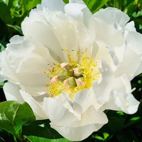 Peony Love Affair (Hollingsworth) (ITOH ) - Peonita