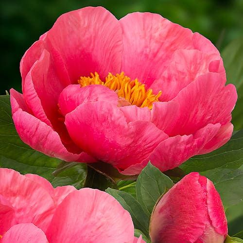 Peony Lovely Rose - Peonita