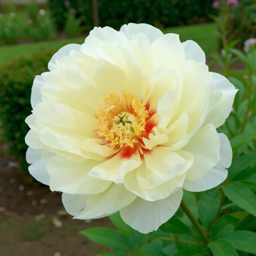 Peony Lunar Glow (ITOH) - Peony Plants from Holland - Peonita