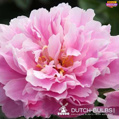 Peony Ma Petite Cherie - Peony Plants from Holland - Peonita