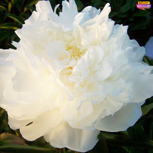 Peony Mad. Claude Tain - Peony Plants from Holland - Peonita