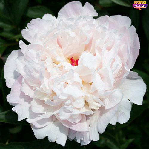 Peony Madame Calot - Peony Plants from Holland - Peonita