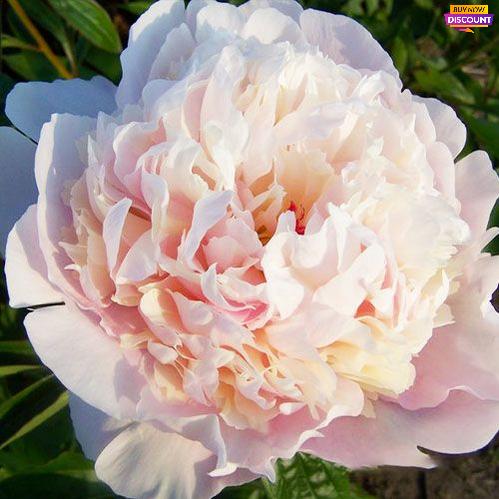 Peony Madame Calot - Peony Plants from Holland - Peonita