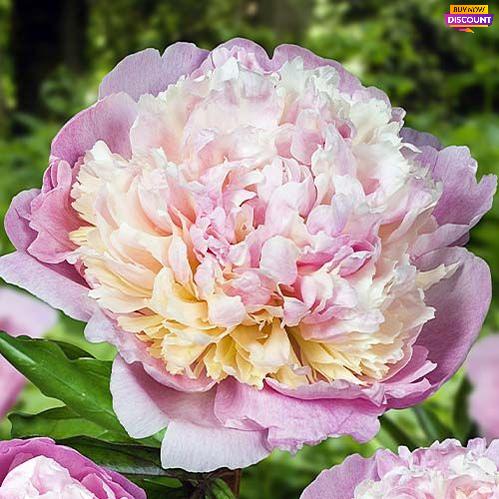 Peony Madame Calot - Peony Plants from Holland - Peonita