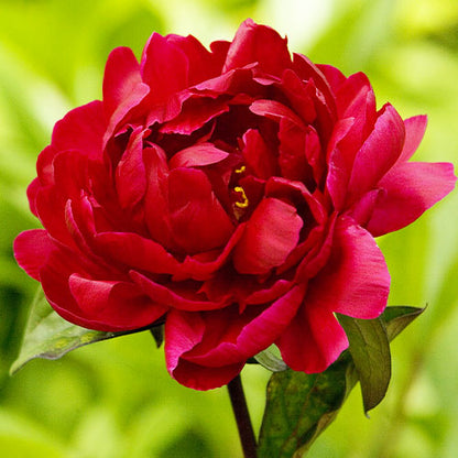 Peony Madame Gaudichau - Peonita