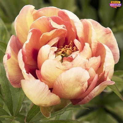Peony Magical Mystery Tour (Itoh)