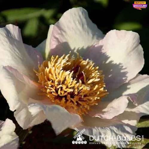 Peony Mai Fleuri - Peony Plants from Holland - Peonita