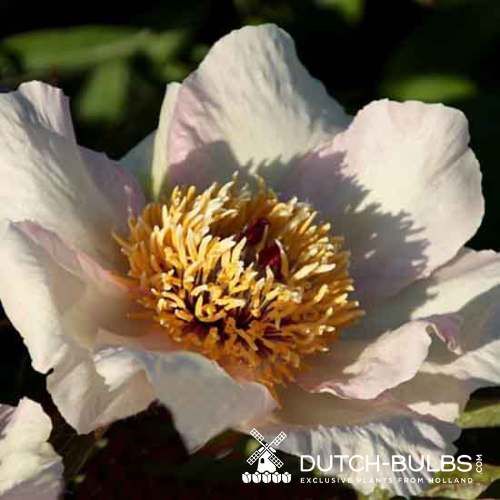 Peony Mai Fleuri - Peonita