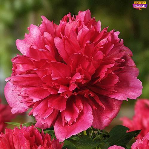 Peony Many Happy Returns - Peony Plants from Holland - Peonita