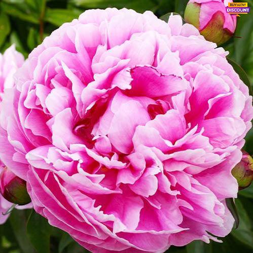 Peony Margaret Truman - Peony Plants from Holland - Peonita