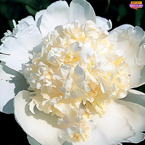 Peony Marshmallow Button - Peony Plants from Holland - Peonita