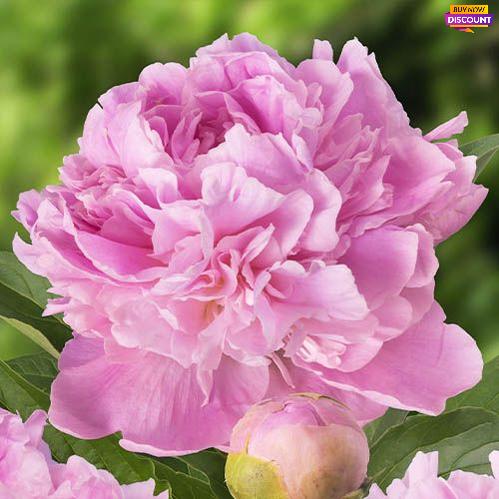Peony Mary Brand - Peony Plants from Holland - Peonita
