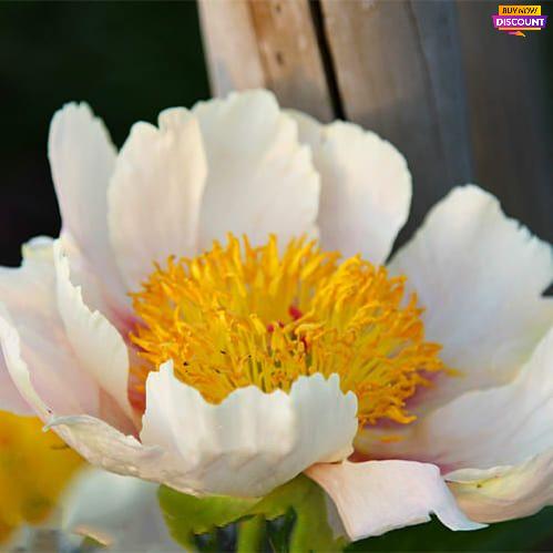 Peony Mary Contrary - Peony Plants from Holland - Peonita