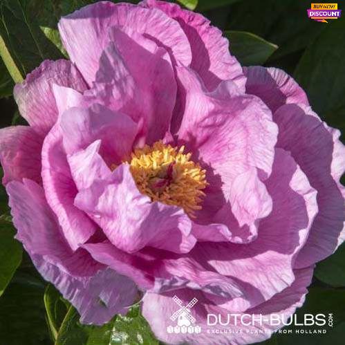 Peony May Lilac - Peony Plants from Holland - Peonita