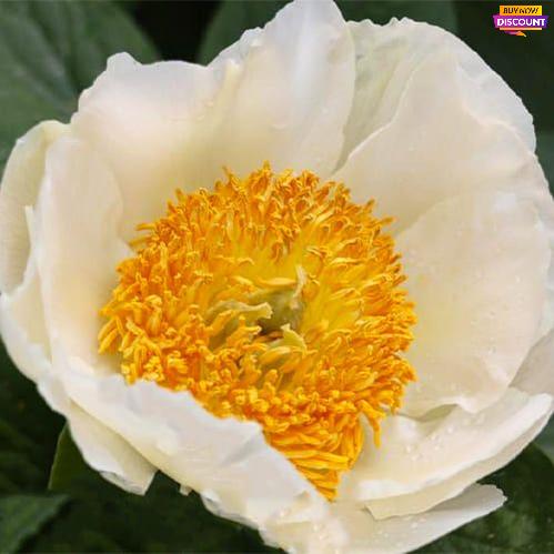 Peony Mime - Peony Plants from Holland - Peonita