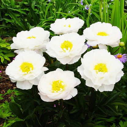 Peony Miss America - Peonita