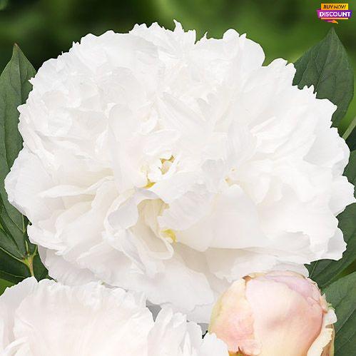 Peony Miss America - Peony Plants from Holland - Peonita