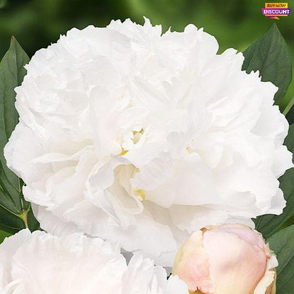 Peony Miss America - Peony Plants from Holland - Peonita