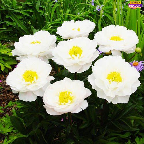 Peony Miss America - Peony Plants from Holland - Peonita