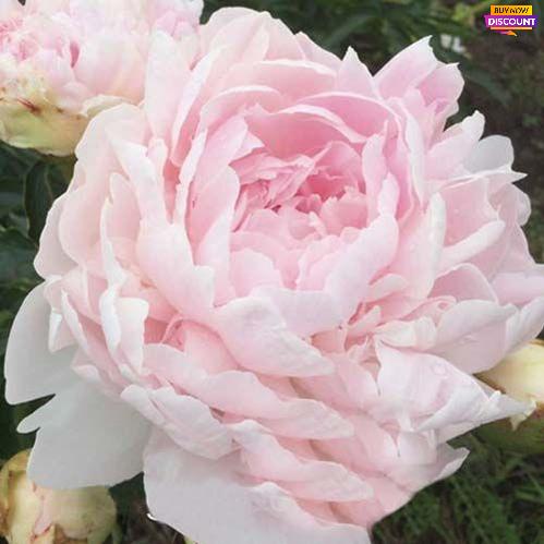 Peony Missie’s Blush - Peony Plants from Holland - Peonita