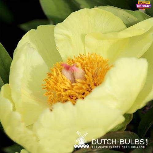 Peony Mlokosewitschii - Peony Plants from Holland - Peonita