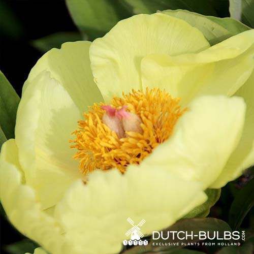 Peony Mlokosewitschii - Peonita