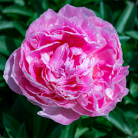 Peony Mme Jules Dessert