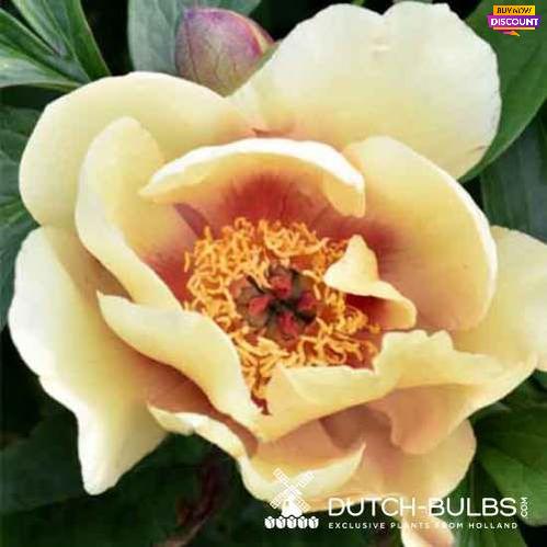 Peony Mock Orange Yellow - Peony Plants from Holland - Peonita