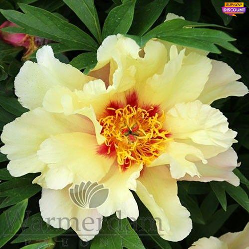 Peony Momo Taro - Peony Plants from Holland - Peonita