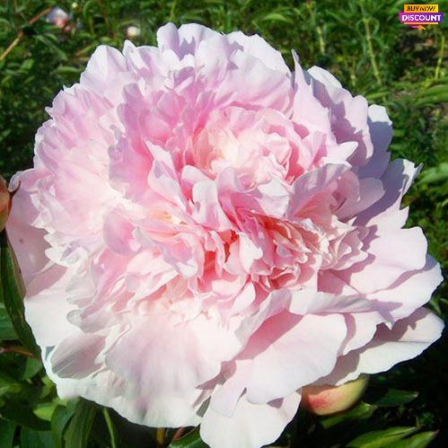 Peony Mons Charles Leveque - Peony Plants from Holland - Peonita