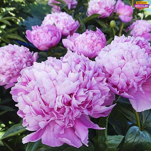 Peony Mons. Jules Elie - Peony Plants from Holland - Peonita